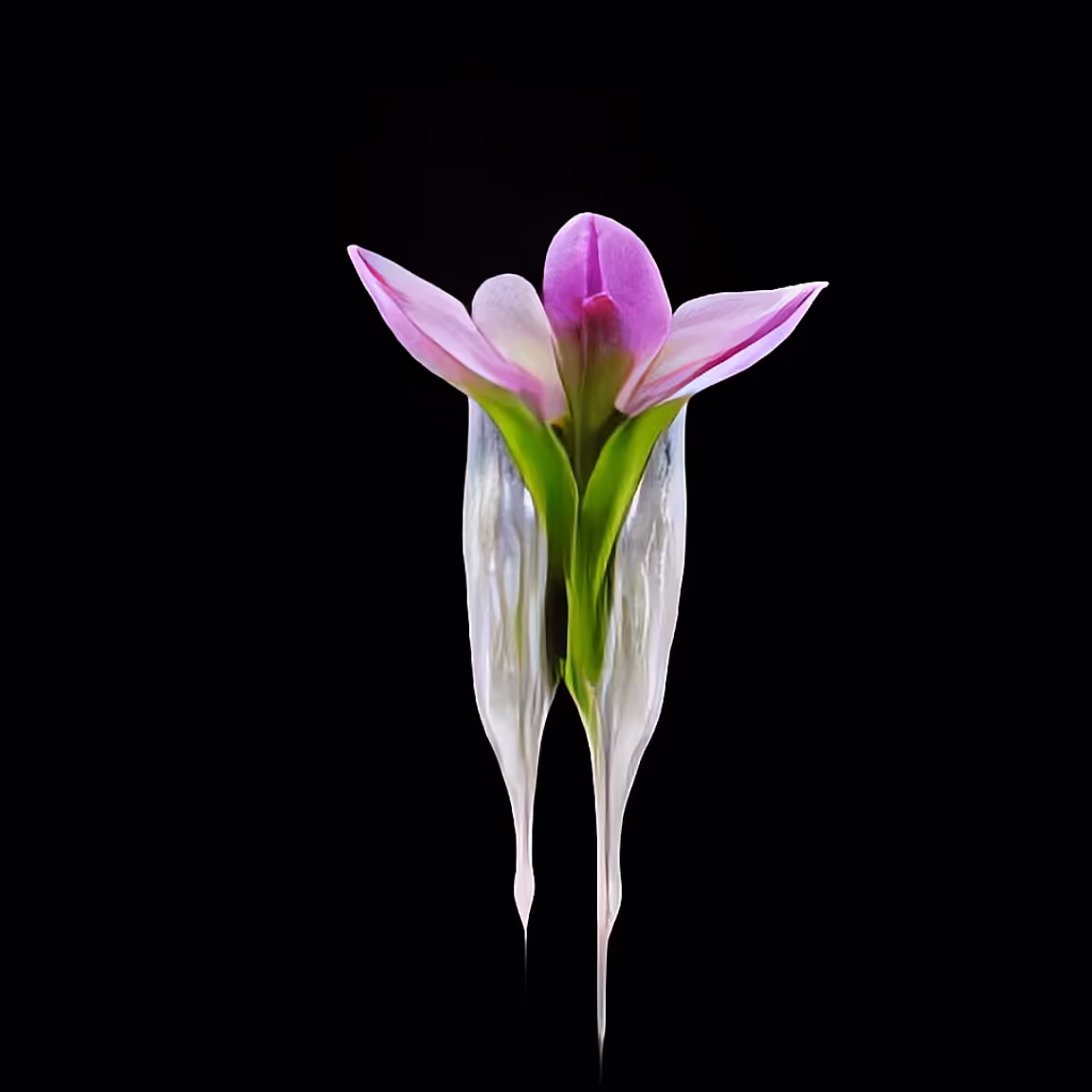 A pink flower with green leaves on a black background