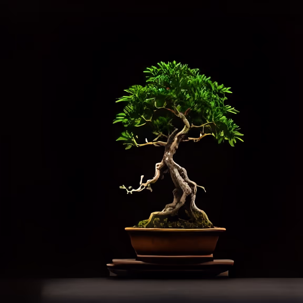 A bonsai tree in a pot on a black background