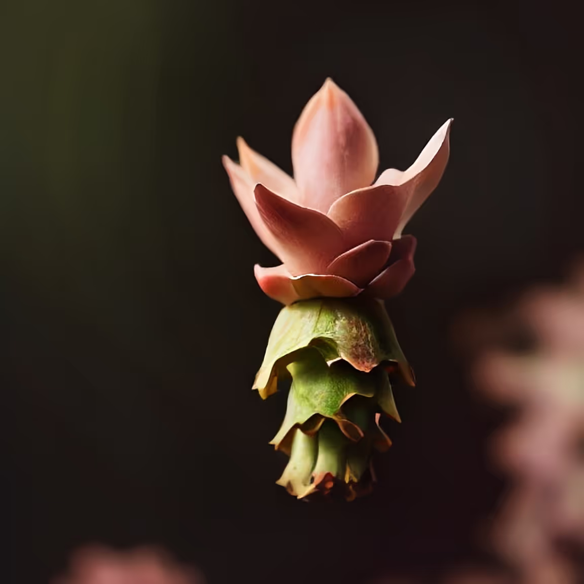 A pink flower is hanging from a stem
