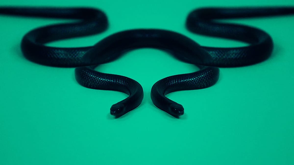 Kill the Noise Visuals vol.I snake
