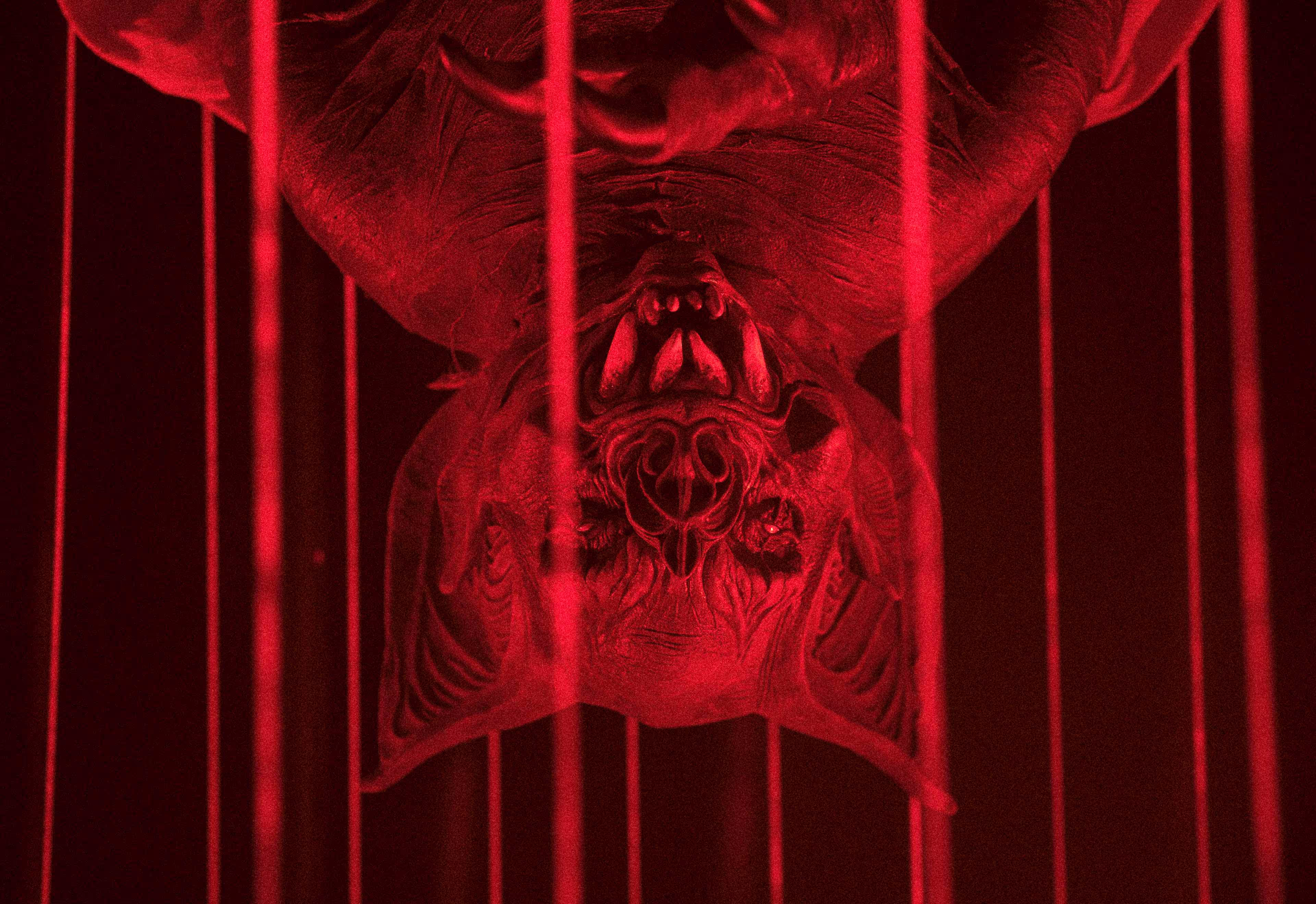 Close-up of a large bat hanging upside down with red lighting and visible cage bars.