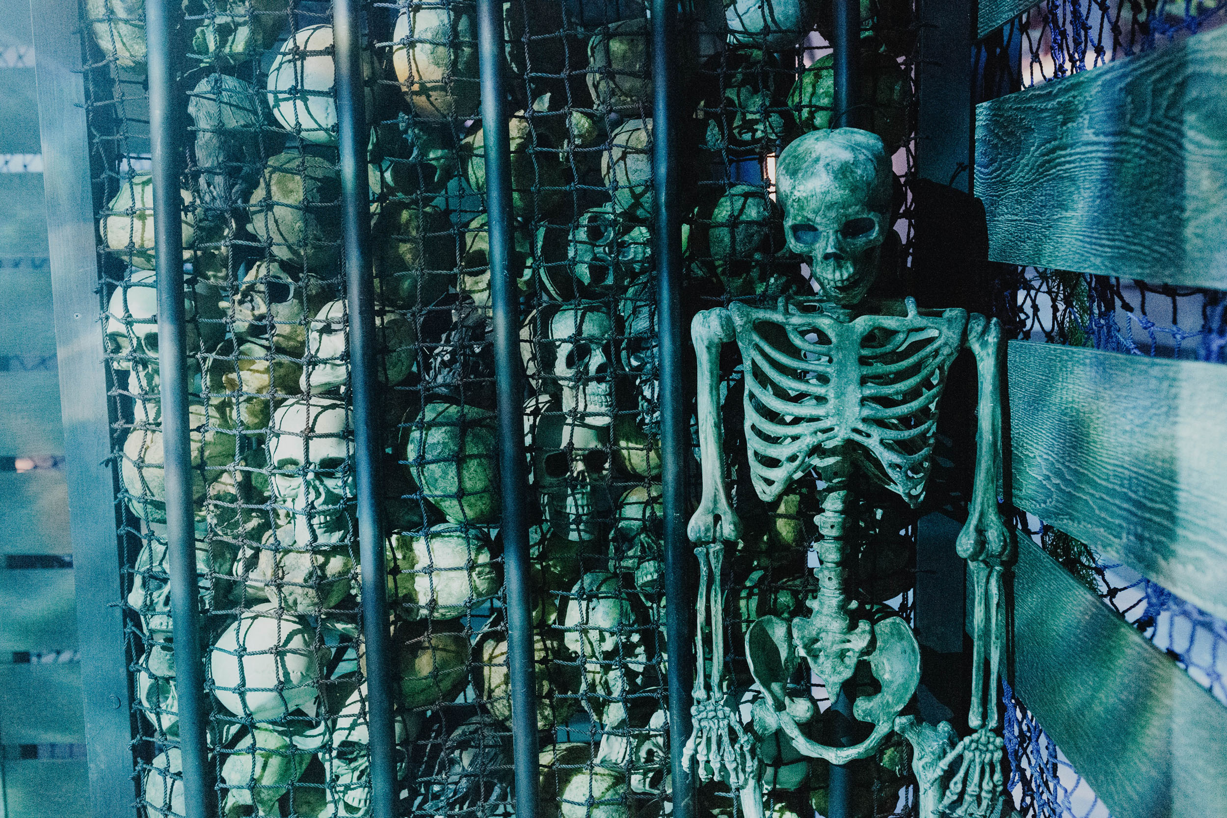 skeleton with skull collection