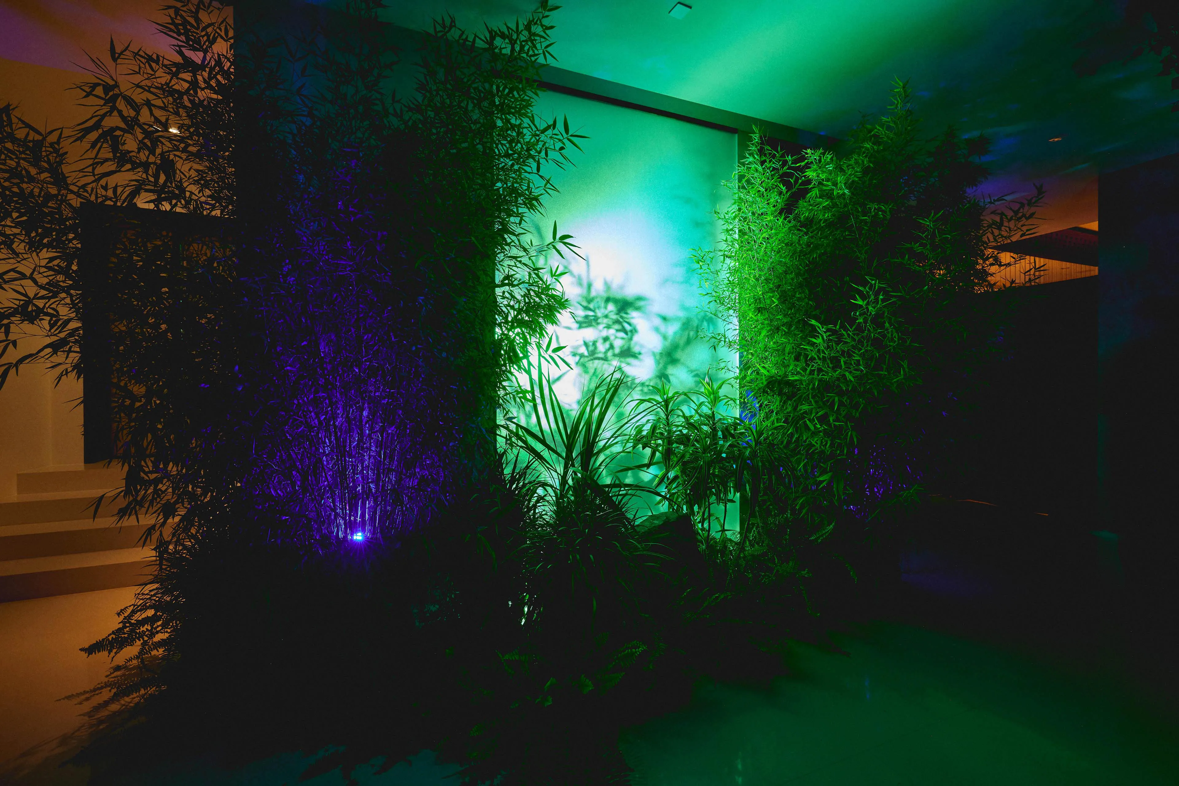 green and purple lighting with plants
